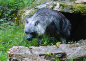 Hyena čabraková